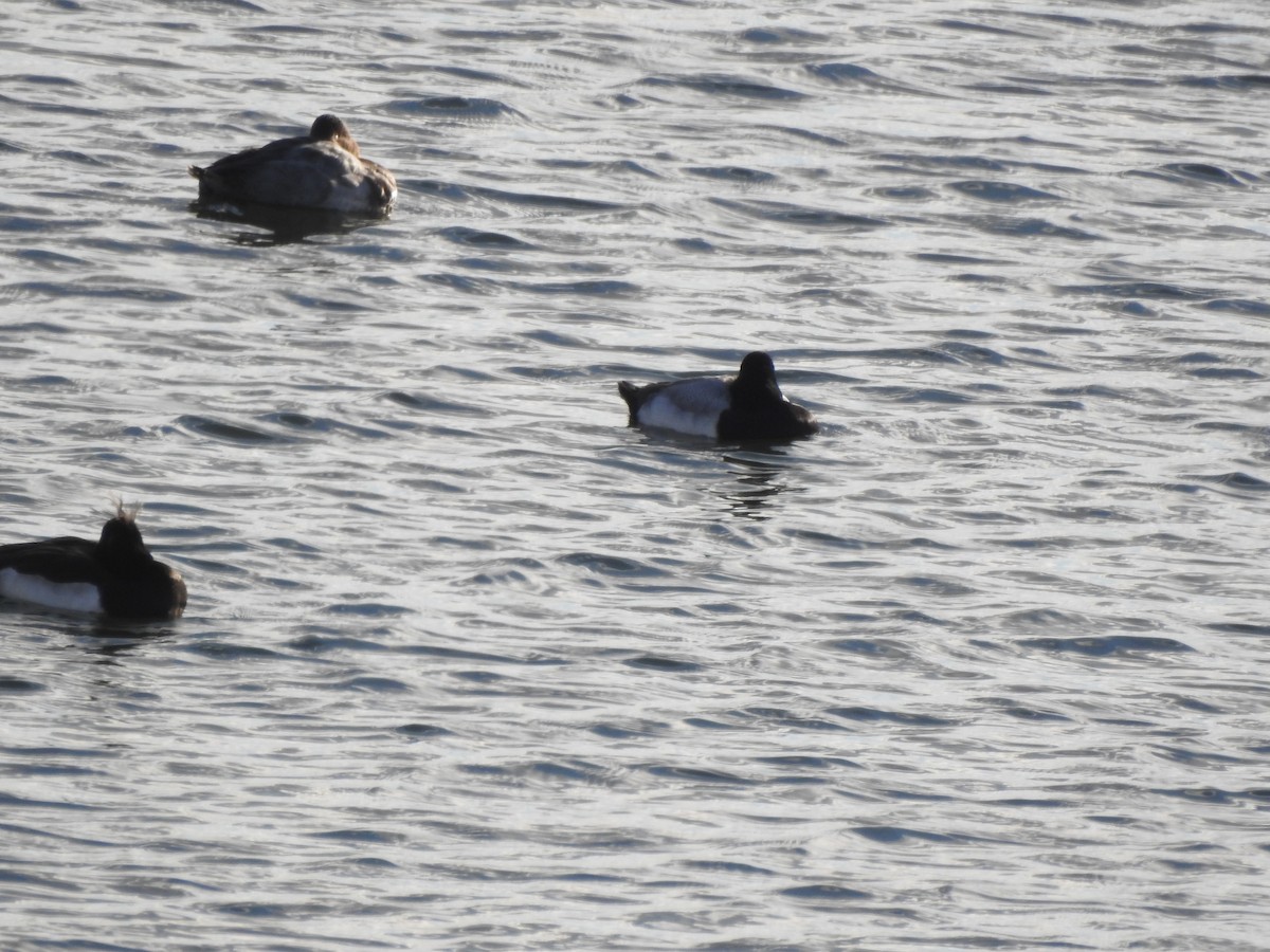 Lesser Scaup - ML645844913