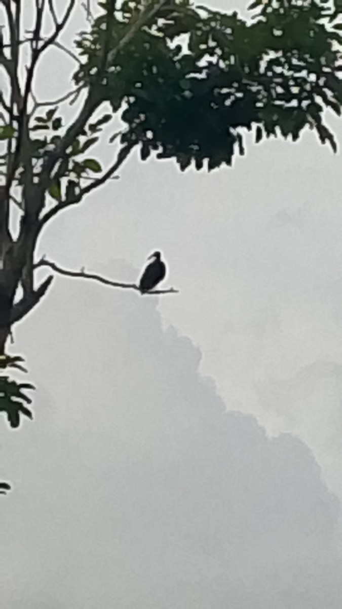 Bare-faced Ibis - ML645844914