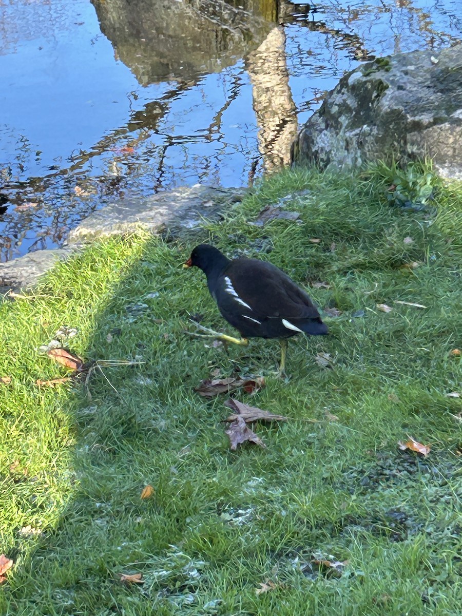 Eurasian Moorhen - ML645844929