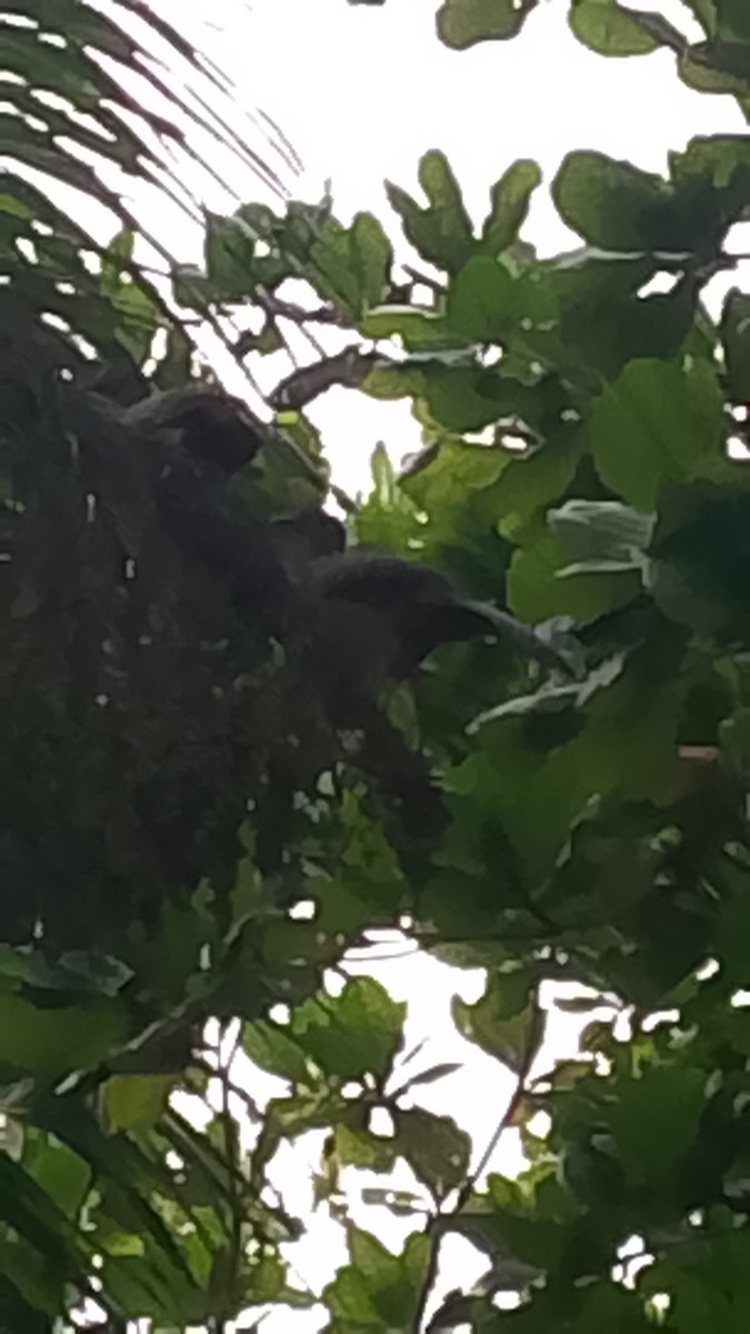 Чачалака рудогуза - ML645844931