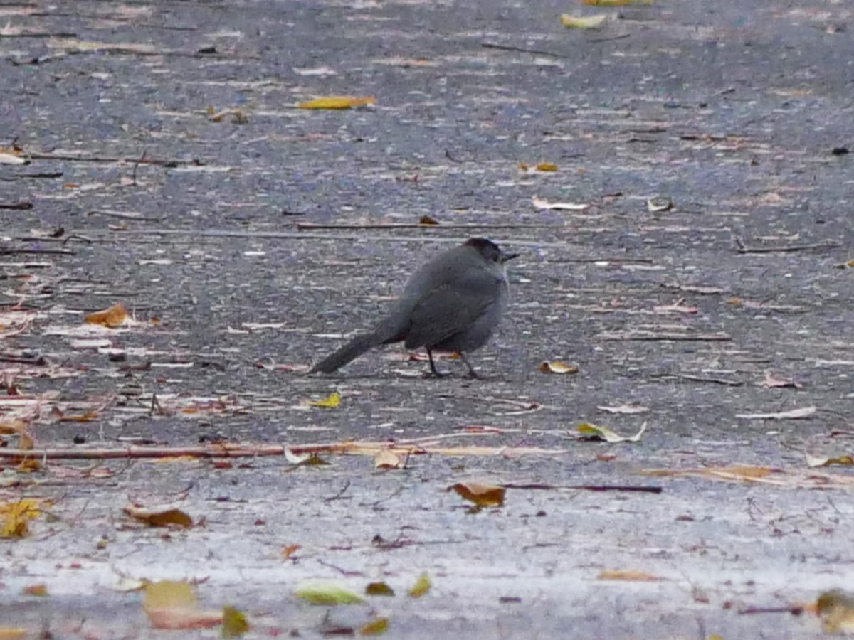 Gray Catbird - ML645844933