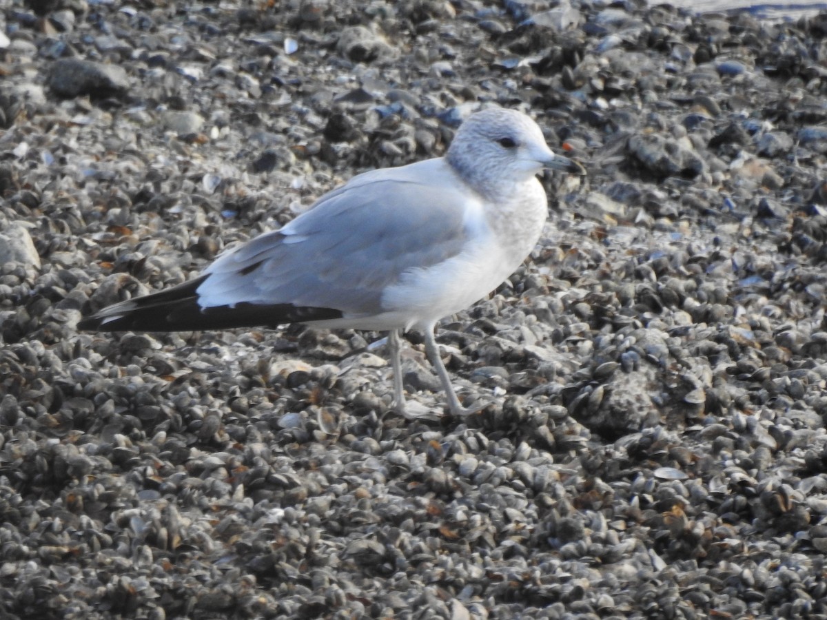 Common Gull - ML645844937