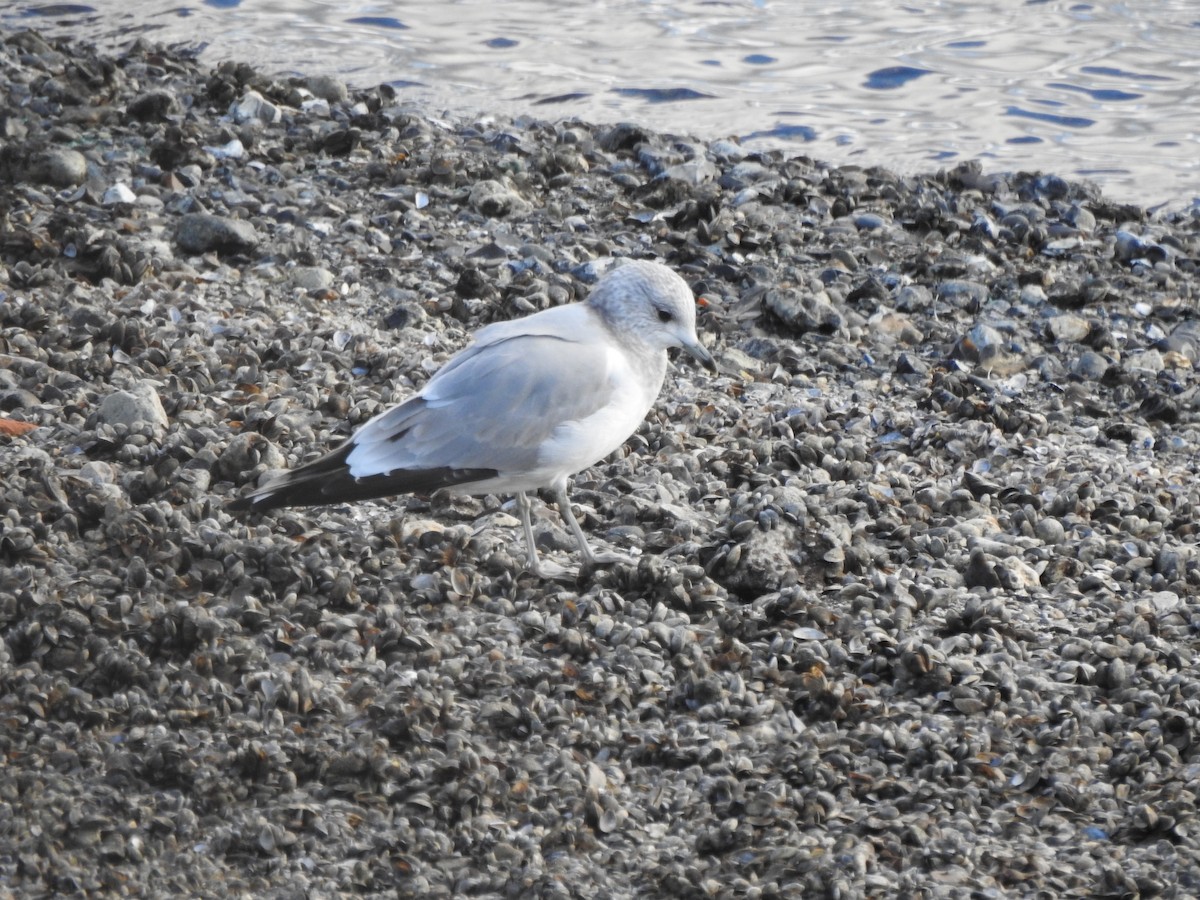 Common Gull - ML645844938