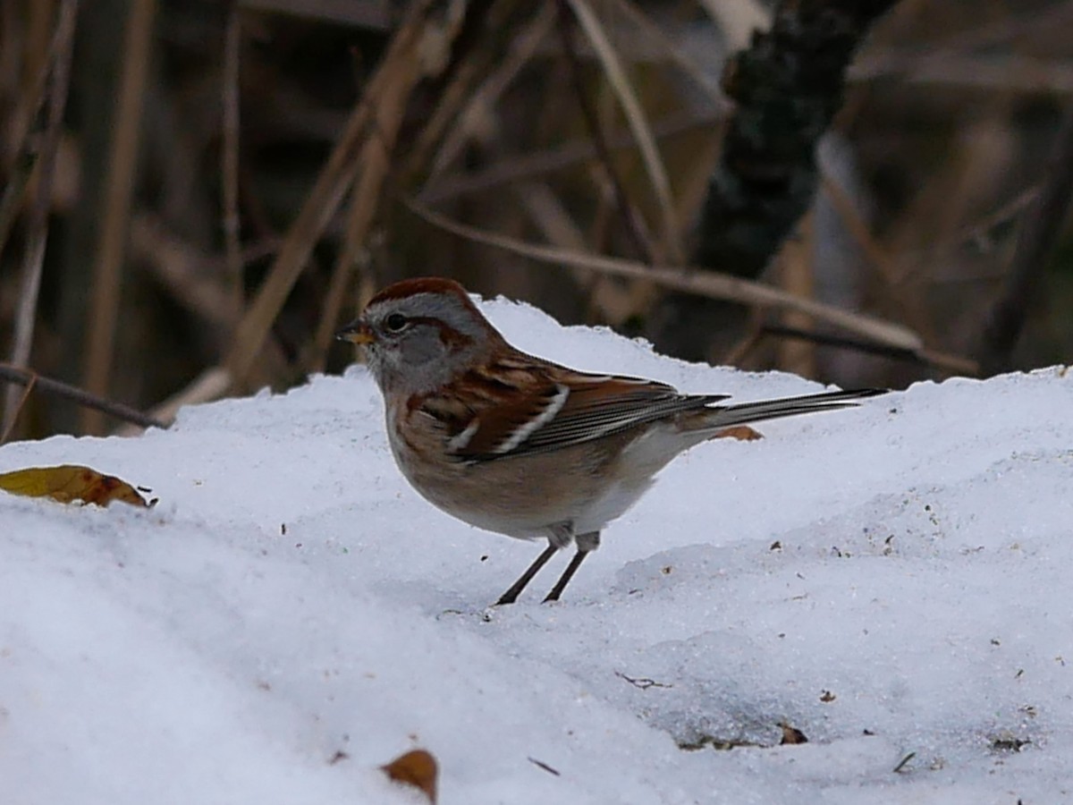 Пасовник північний - ML645844941