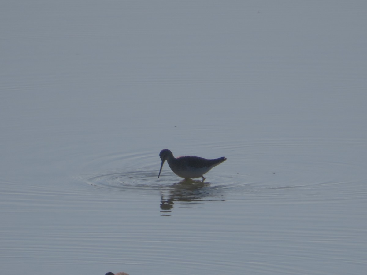 Greater Yellowlegs - ML645844957