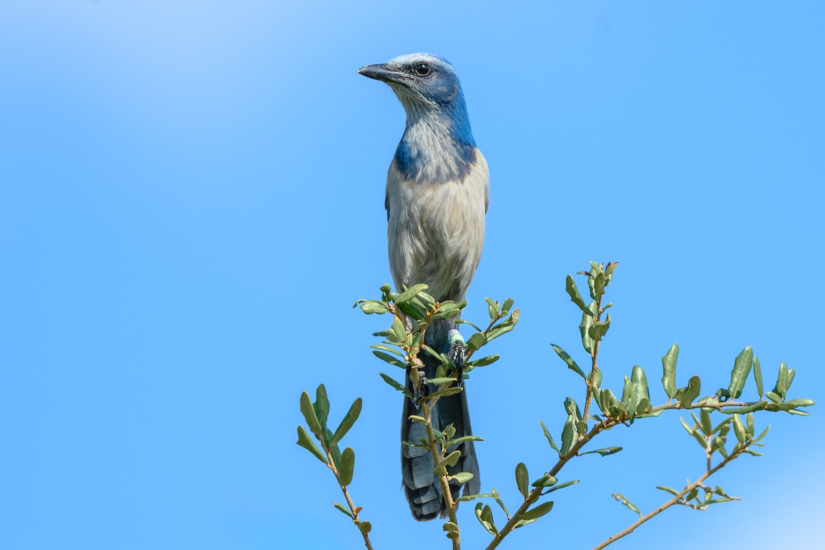 Florida Scrub-Jay - ML645844967