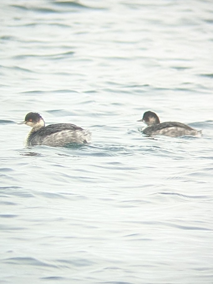 Grèbe à cou noir - ML645844970