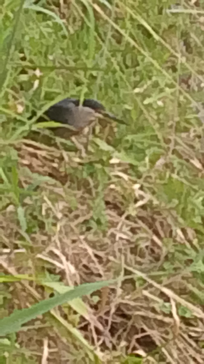 Striated Heron - ML645844971