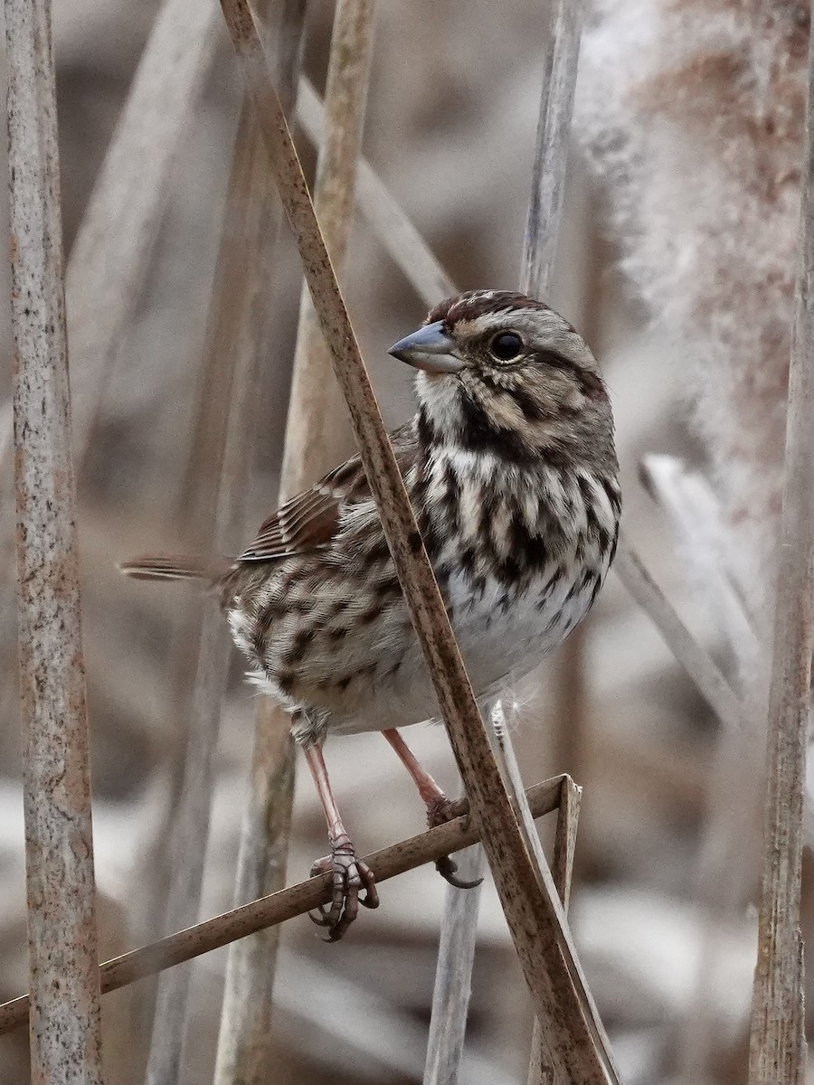 Song Sparrow - ML645844972