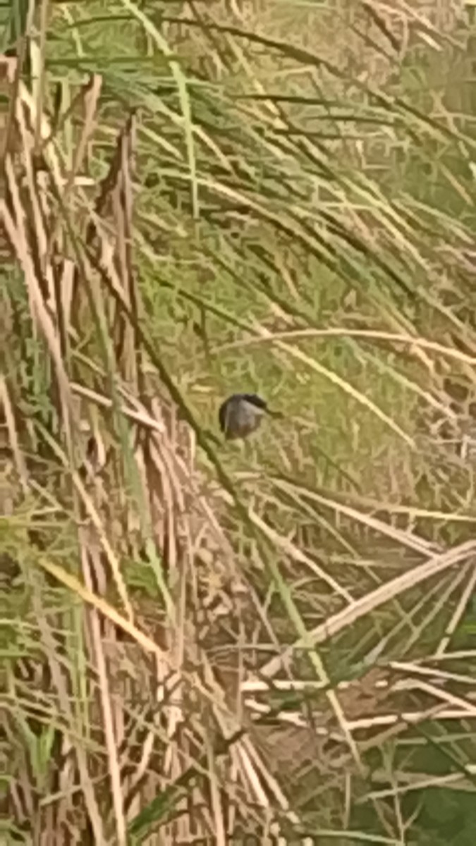 Striated Heron - ML645844984