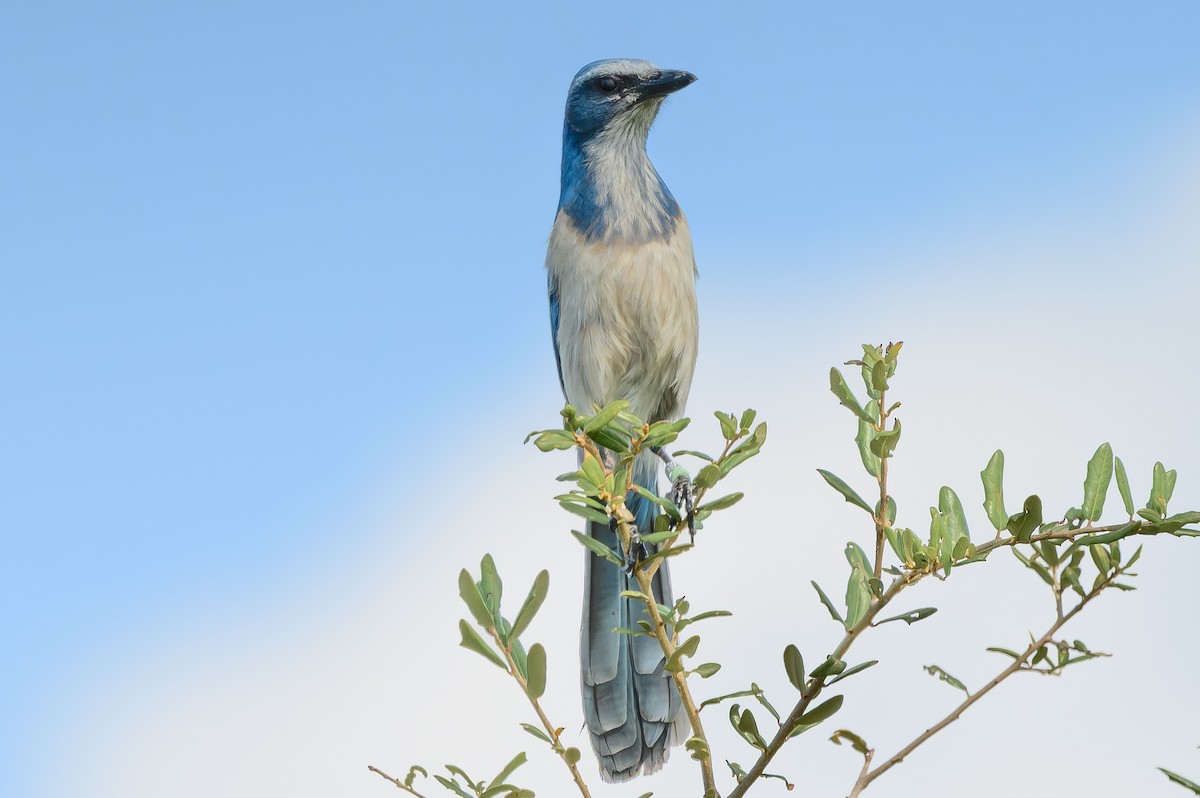 Florida Scrub-Jay - ML645844985