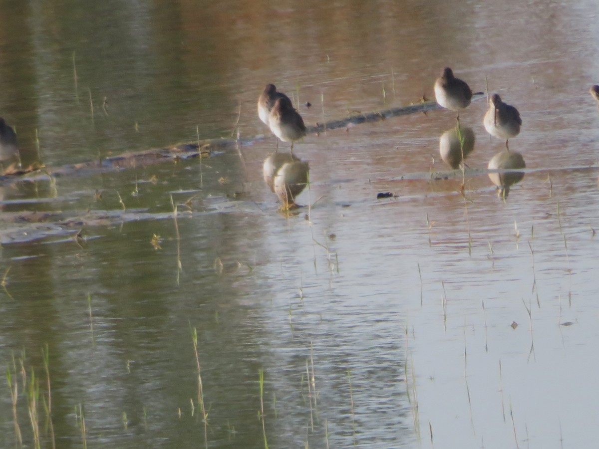 Long-billed Dowitcher - ML645844987