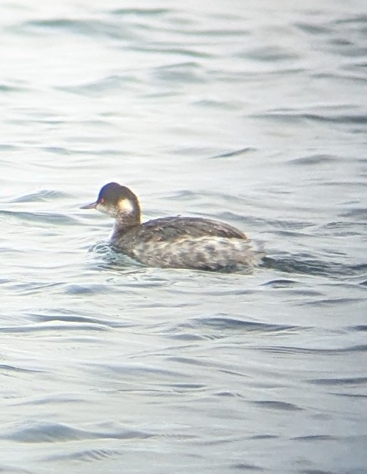 Grèbe à cou noir - ML645844991