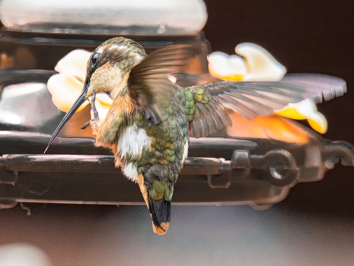 hvitbukkolibri - ML645844997