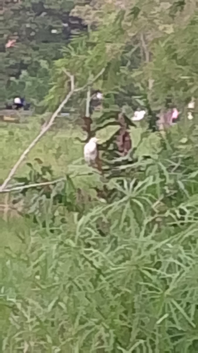 Western Cattle-Egret - ML645844999