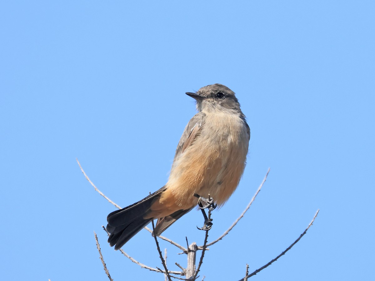 Say's Phoebe - ML645845000