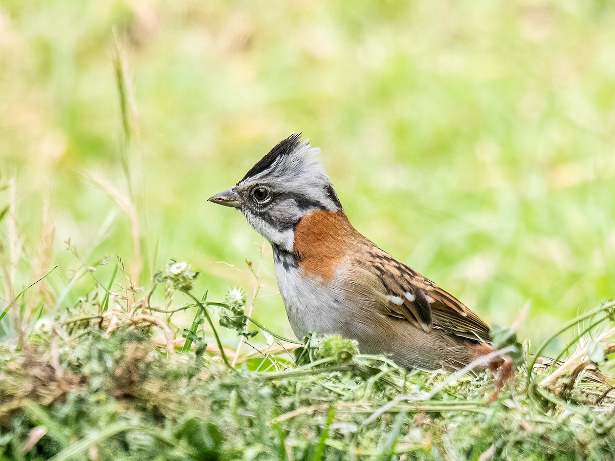 Morgenammer - ML645845004