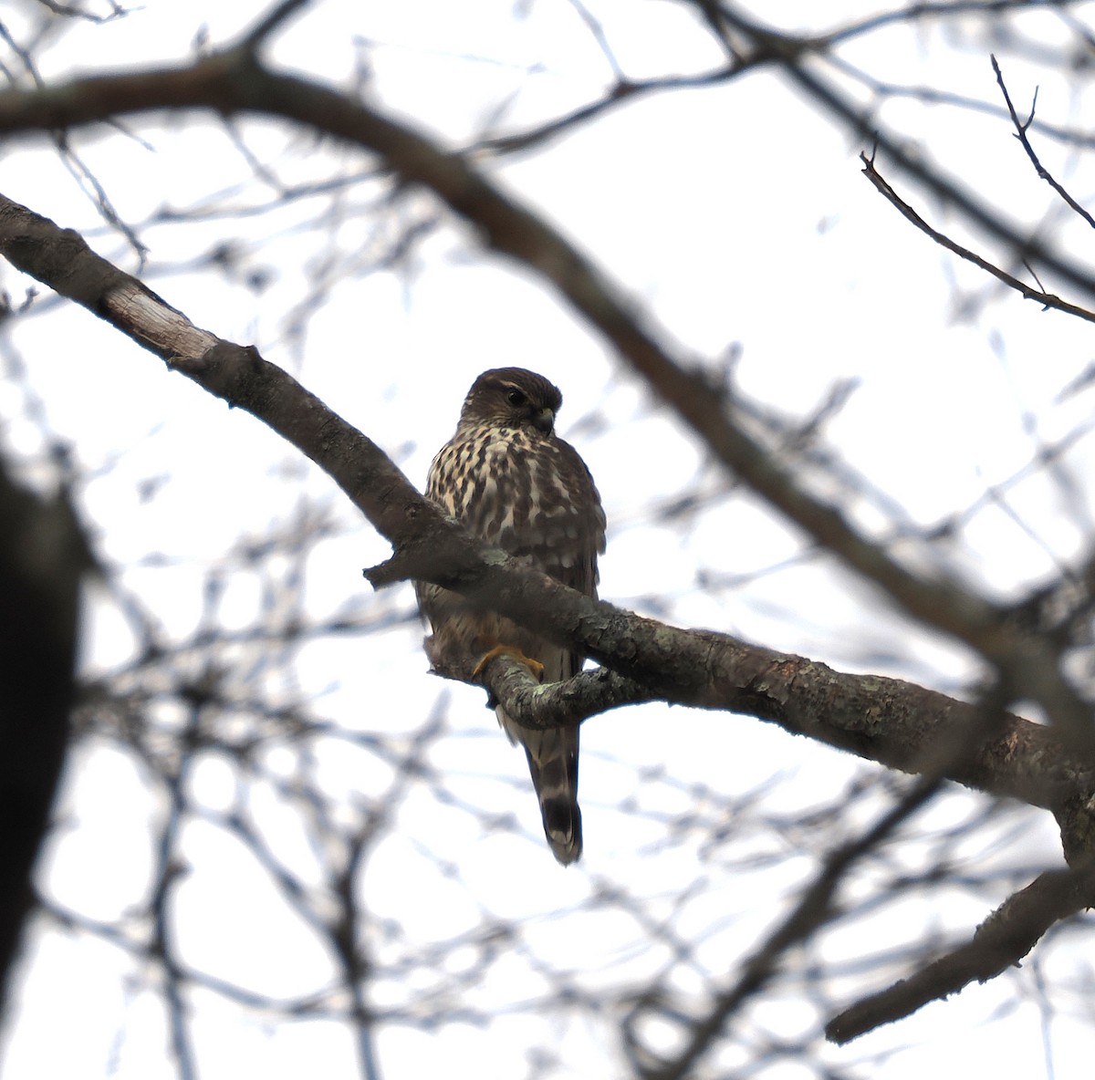 Merlin - ML645845005