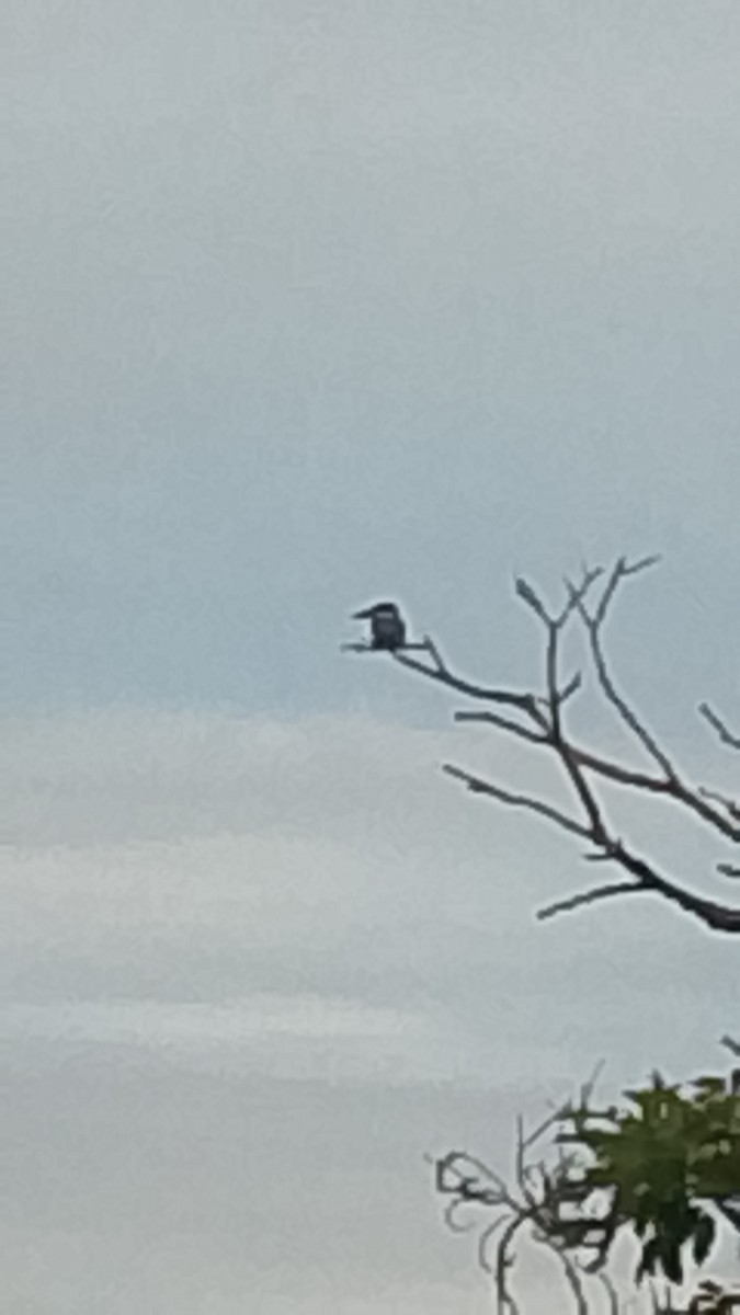Ringed Kingfisher - ML645845006