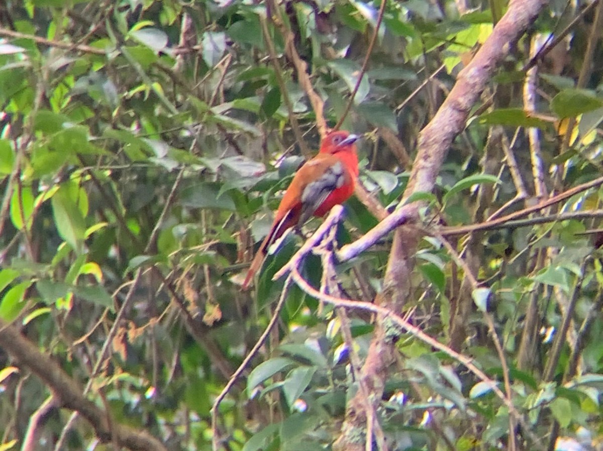 Red-headed Trogon - ML645845011