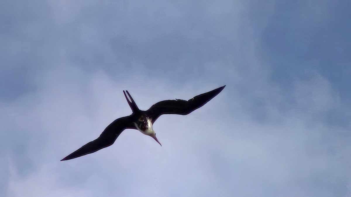 פריגט גדול - ML645845012