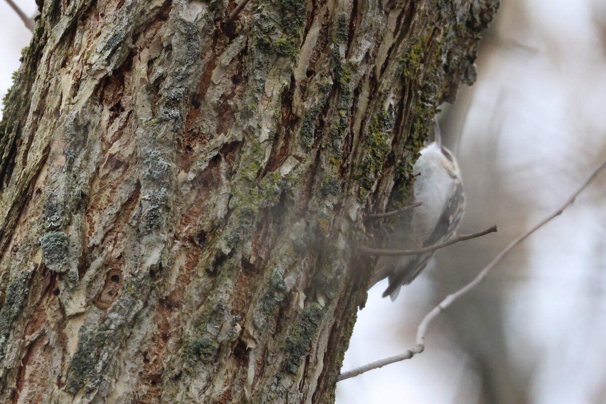 Brown Creeper - ML645845018