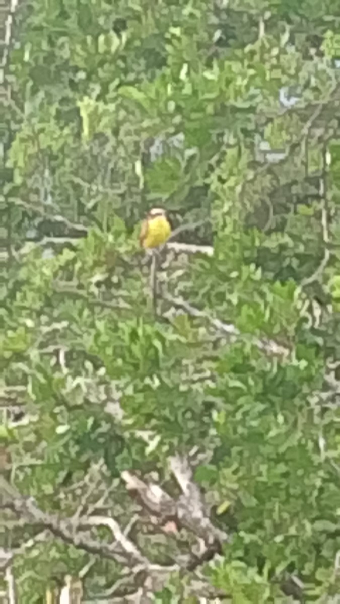 Sosyal Tiran - ML645845019