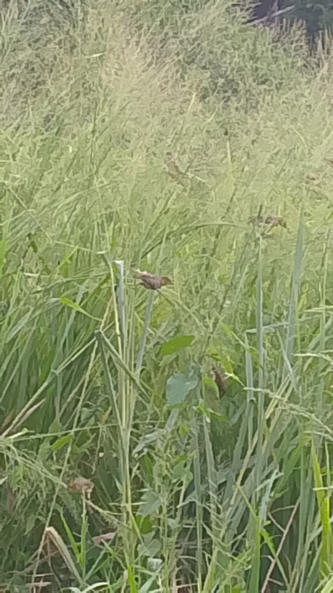 Village Weaver - ML645845027