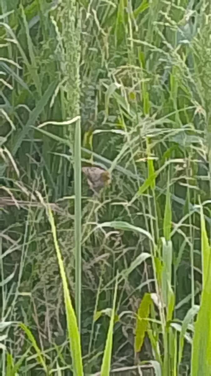 Village Weaver - ML645845041