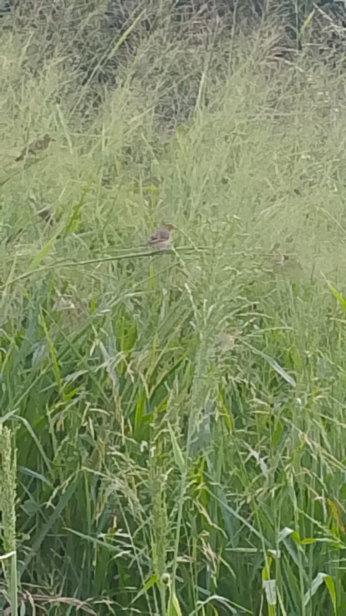 黑頭織雀 - ML645845053