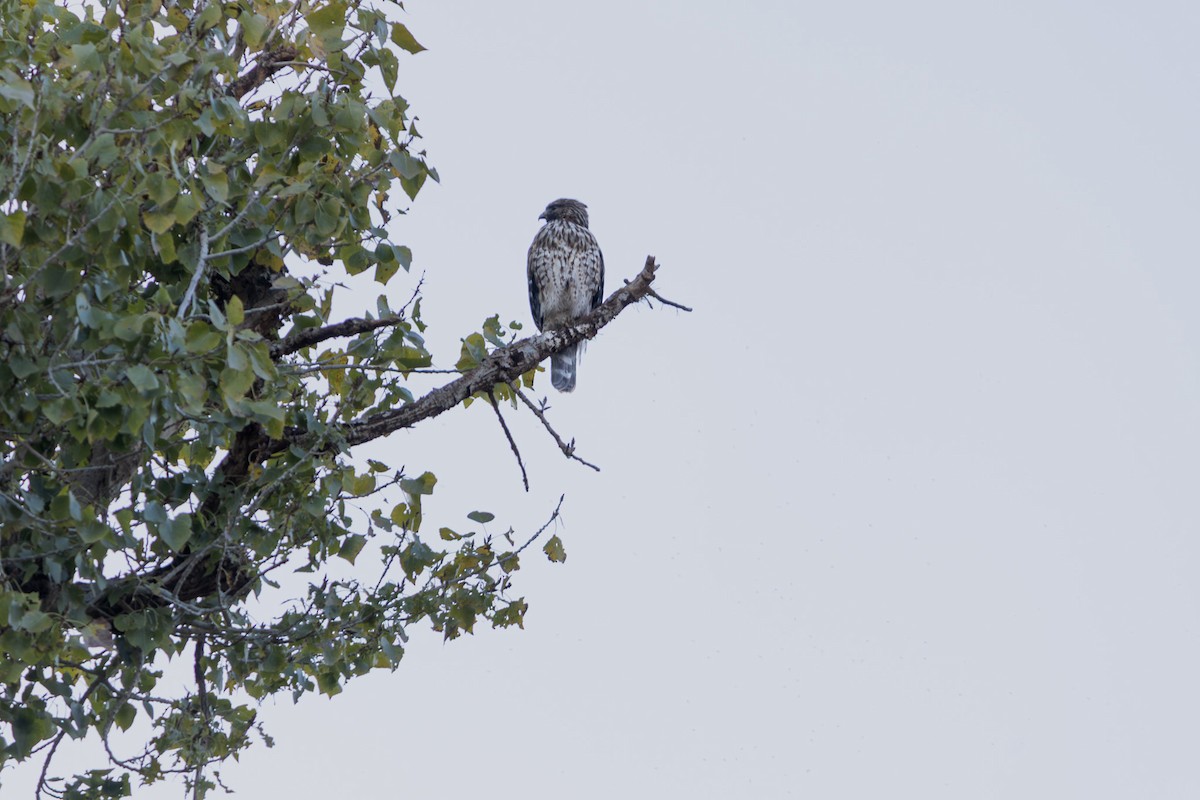 Buse à épaulettes - ML645845066