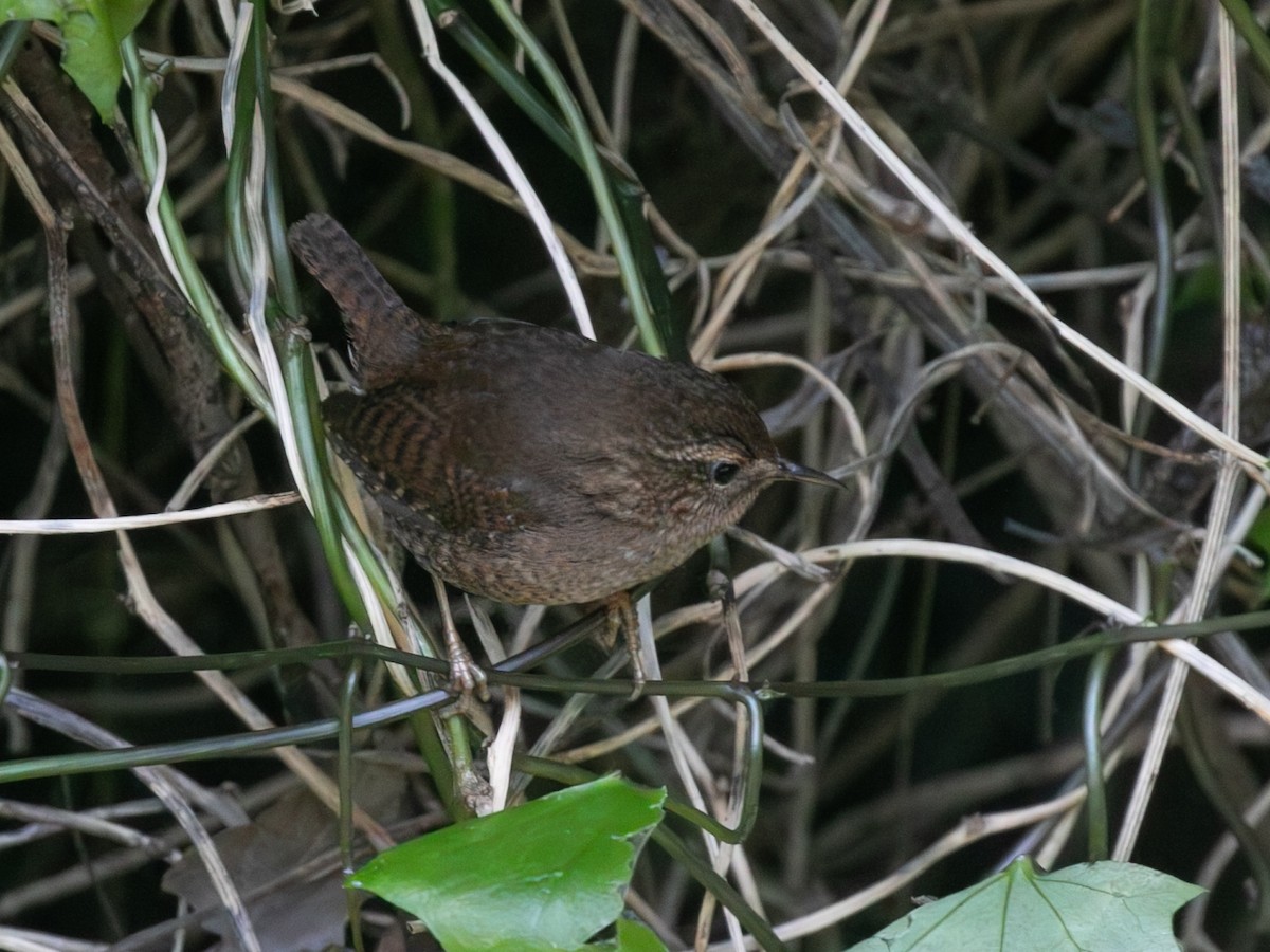 barsmett - ML645845067