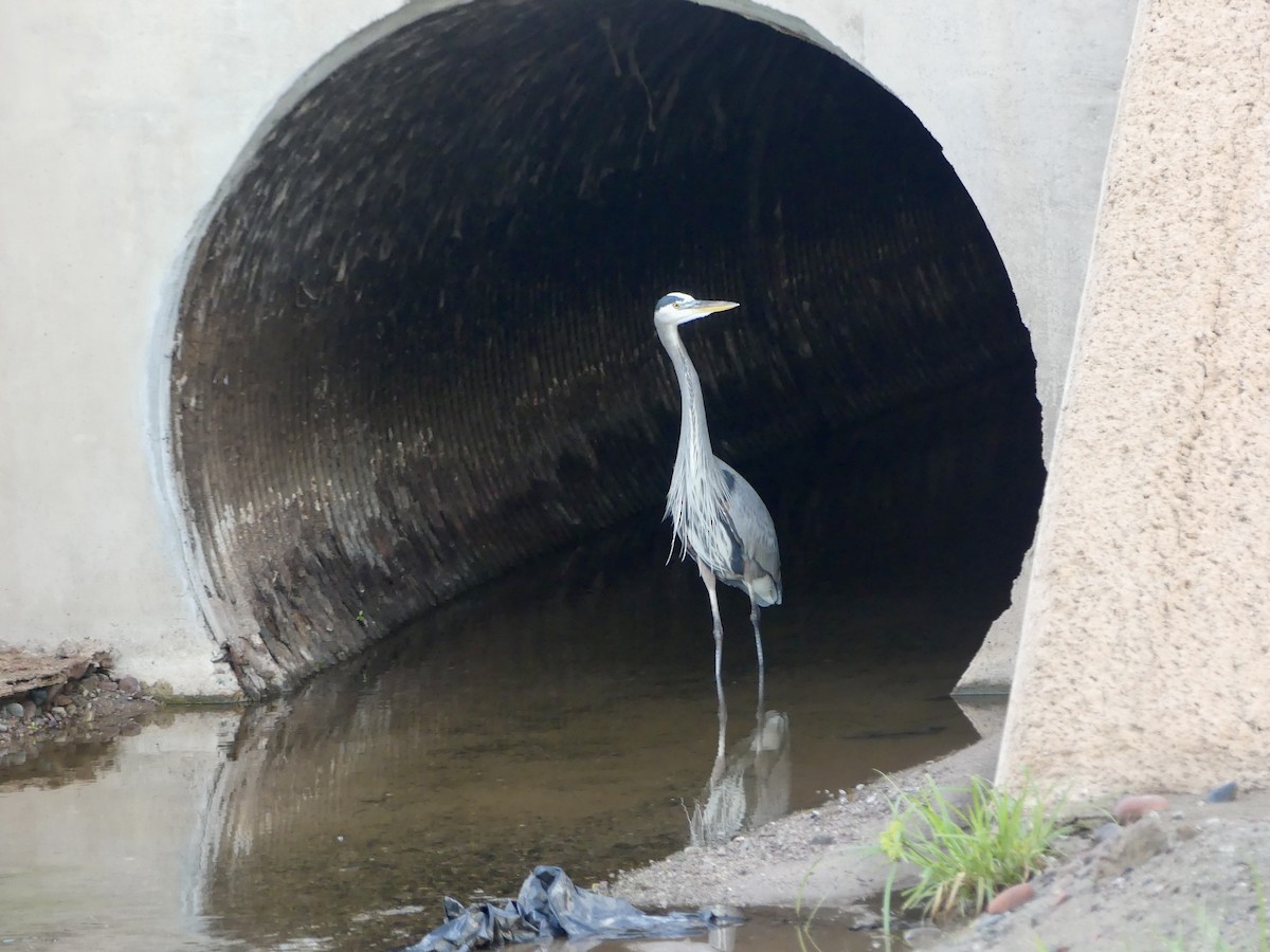 Great Blue Heron - ML645845069
