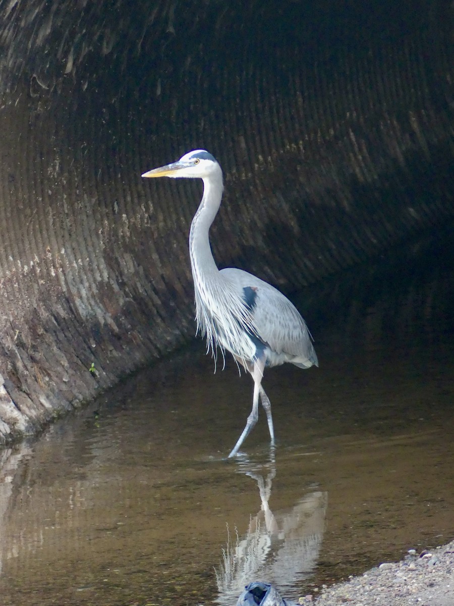 Great Blue Heron - ML645845070