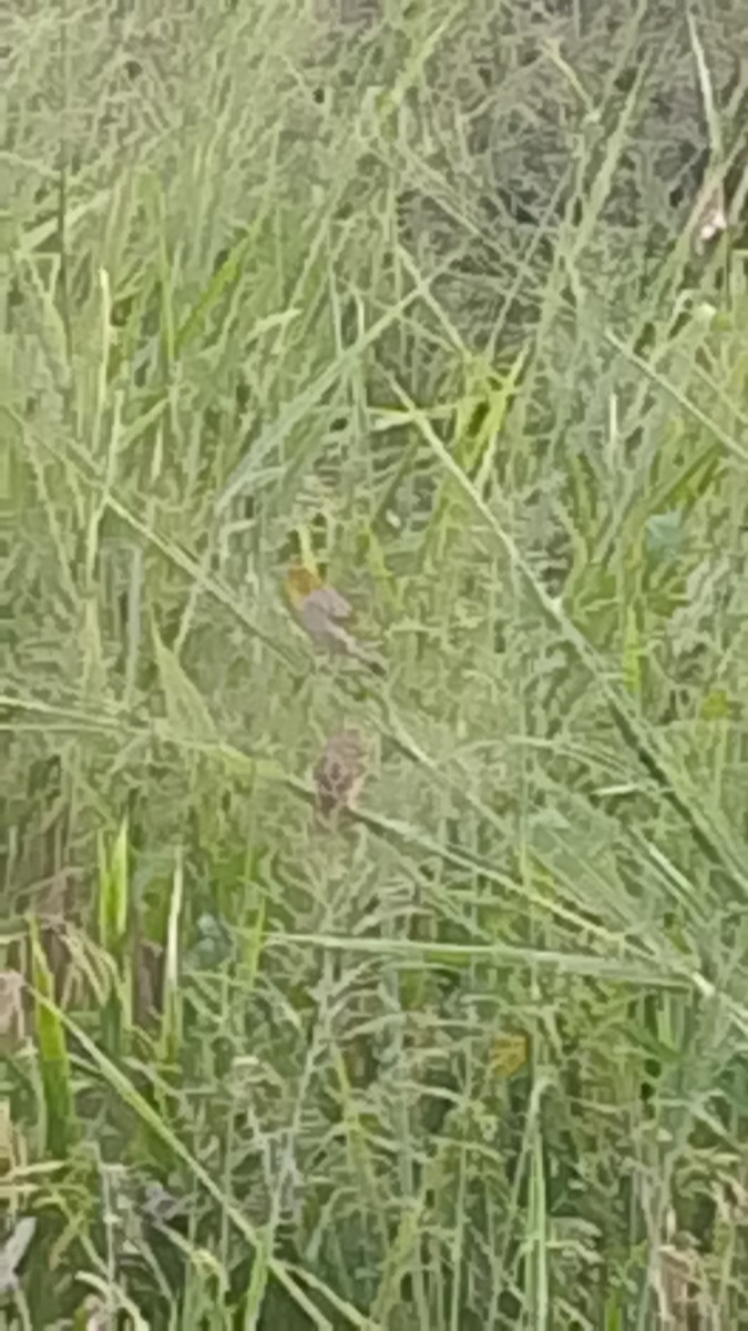 黑頭織雀 - ML645845071