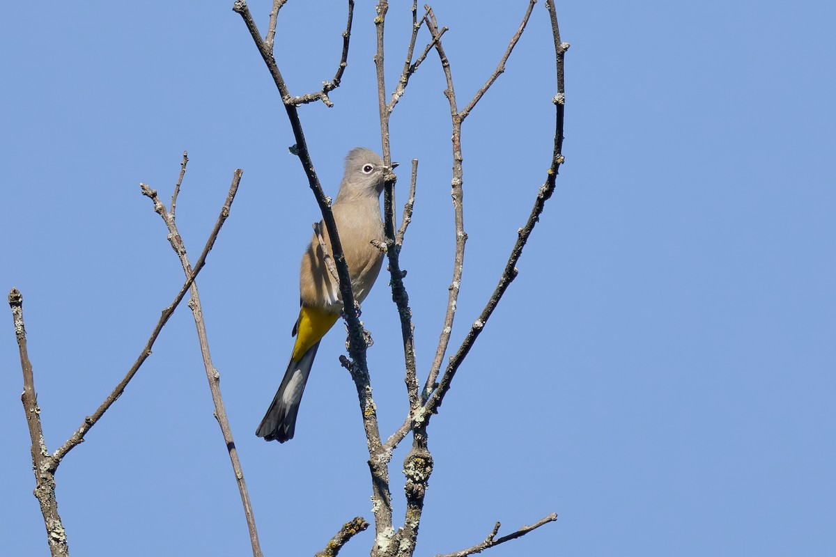 Gray Silky-flycatcher - ML645845072