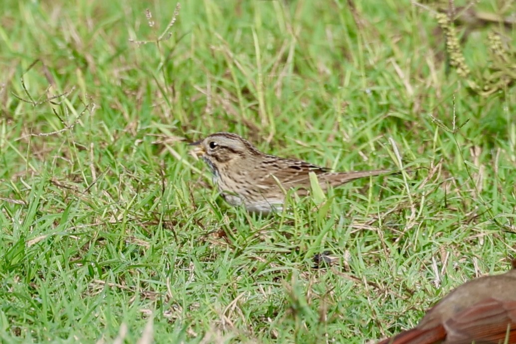 Lincoln's Sparrow - ML645845073