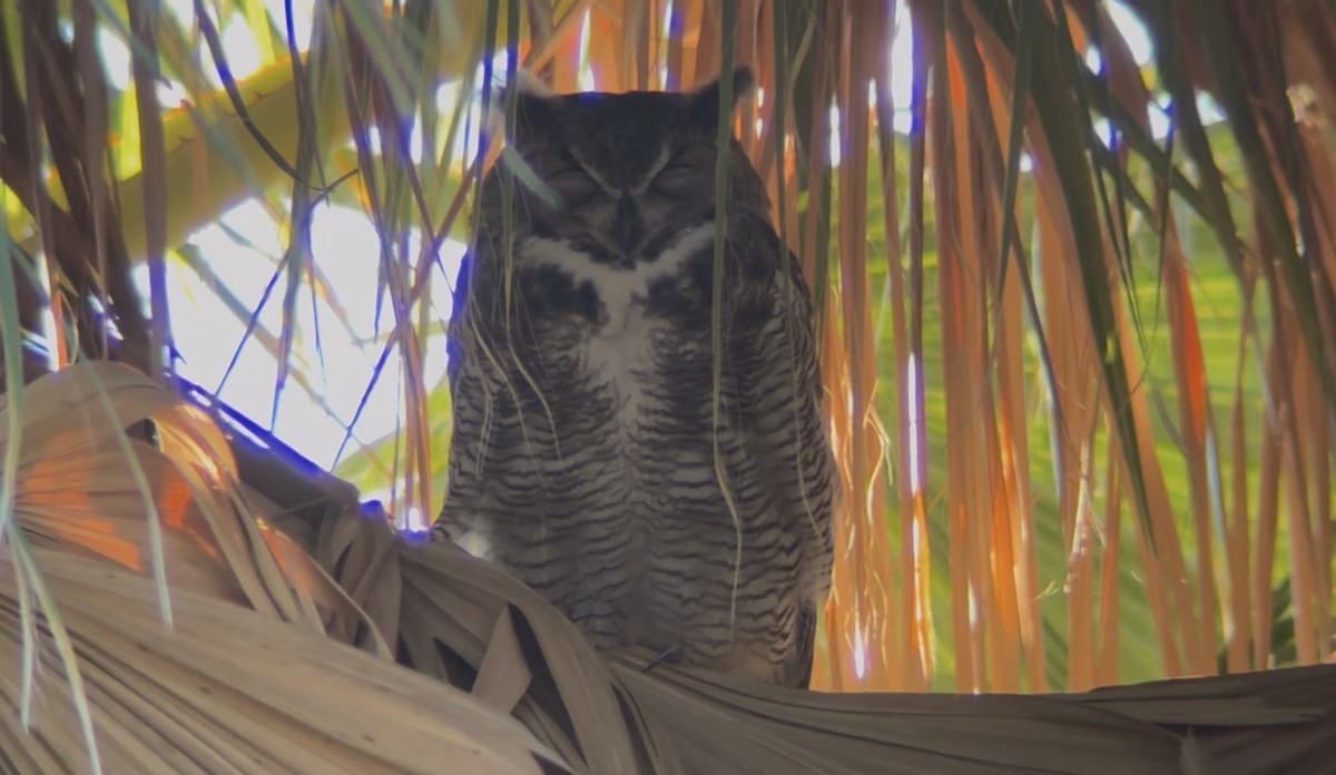 Great Horned Owl - ML645845074