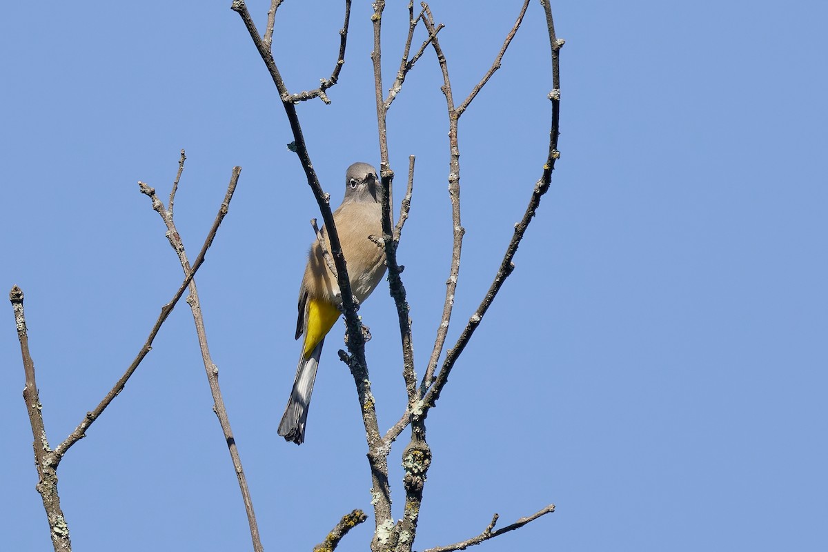 Gray Silky-flycatcher - ML645845075
