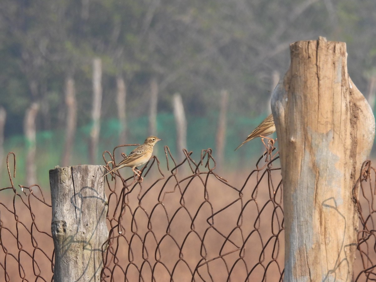 稻田鷚 - ML645845077