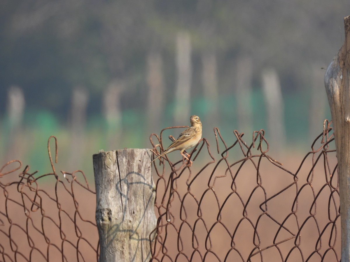 稻田鷚 - ML645845078