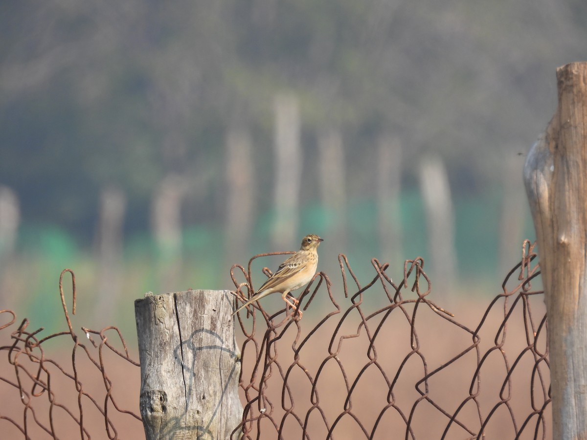 稻田鷚 - ML645845079