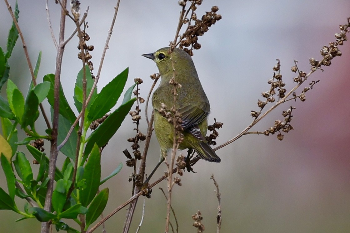 Orange-crowned Warbler - ML645845080
