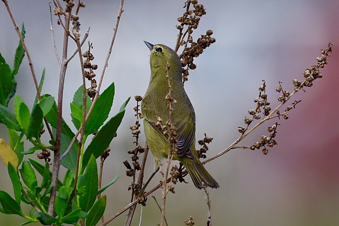 Orange-crowned Warbler - ML645845081