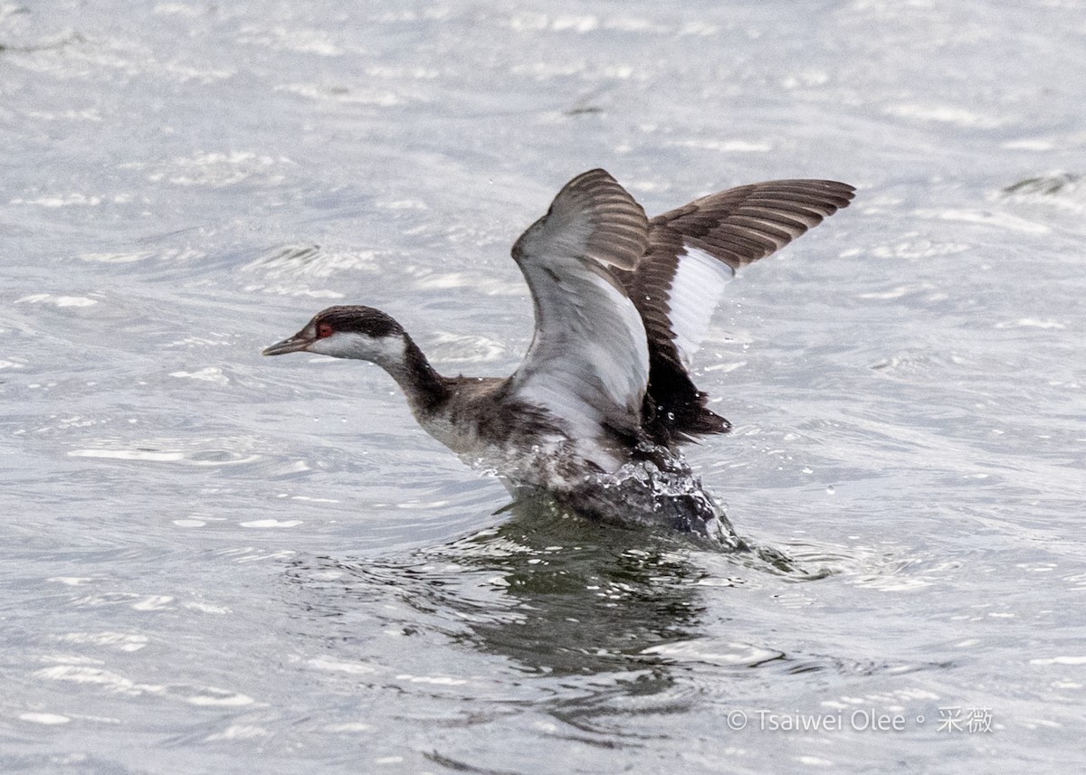 角鸊鷉 - ML645845082