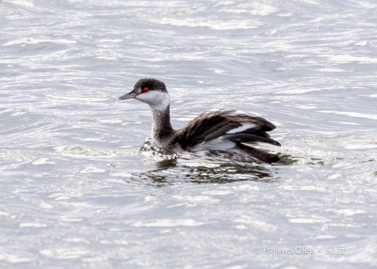 角鸊鷉 - ML645845085