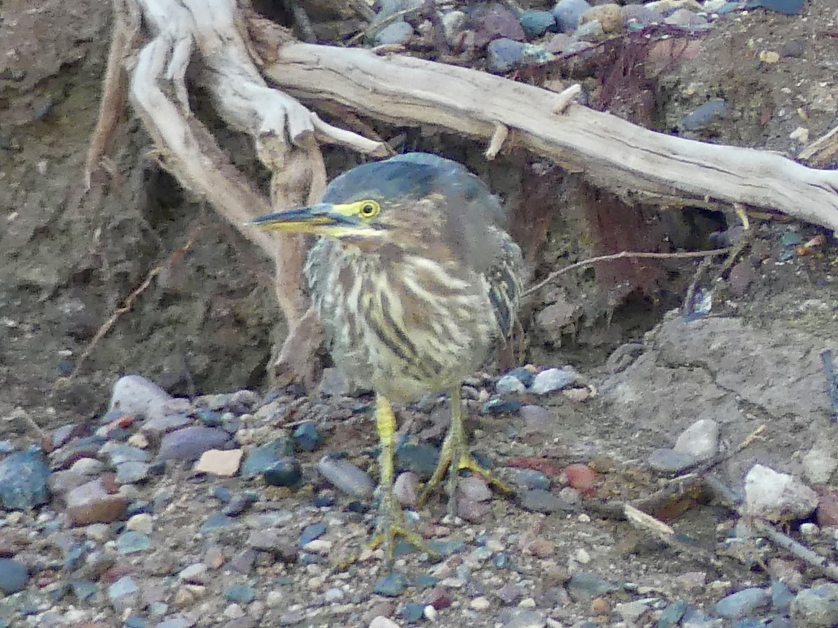 Green Heron - ML645845086