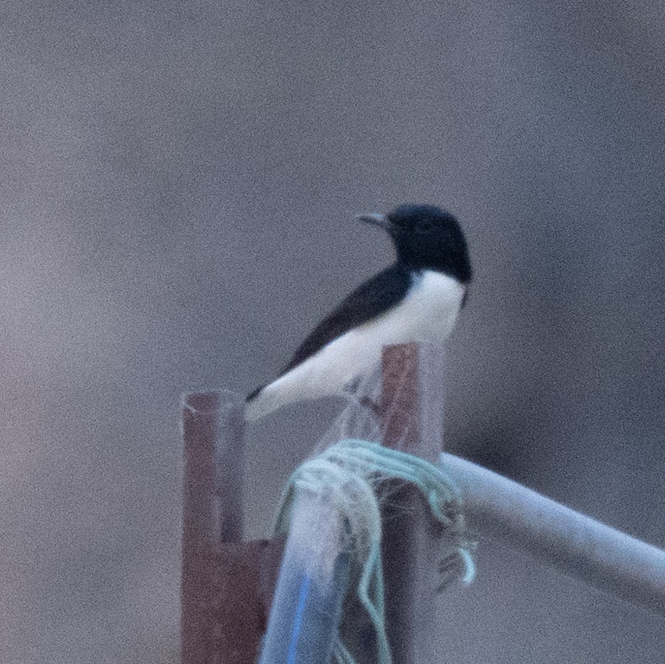 Hume's Wheatear - ML645845087