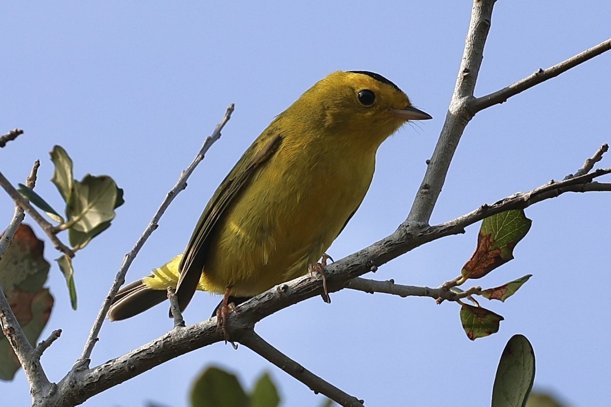 Wilson's Warbler - ML645845088