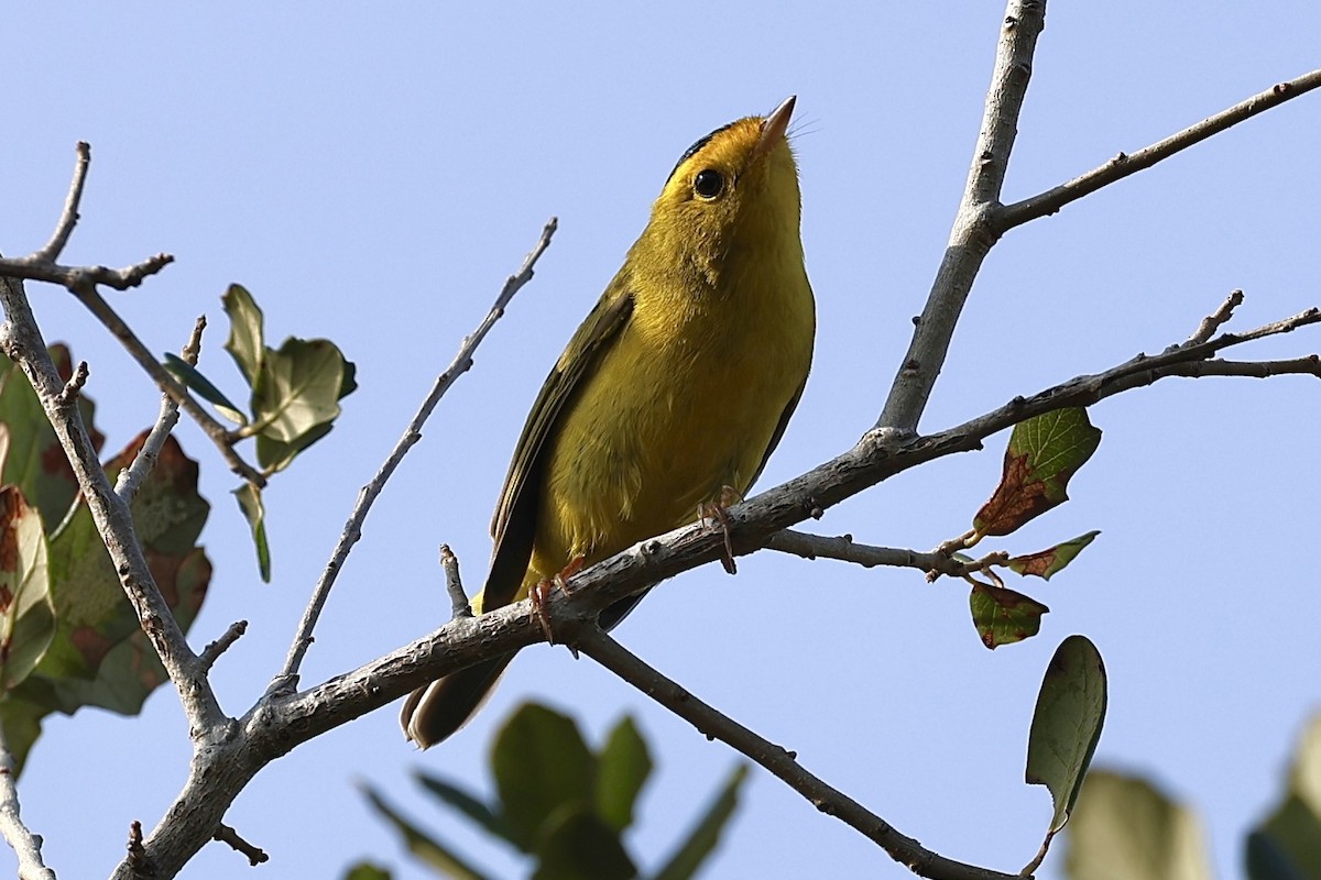 Wilson's Warbler - ML645845089